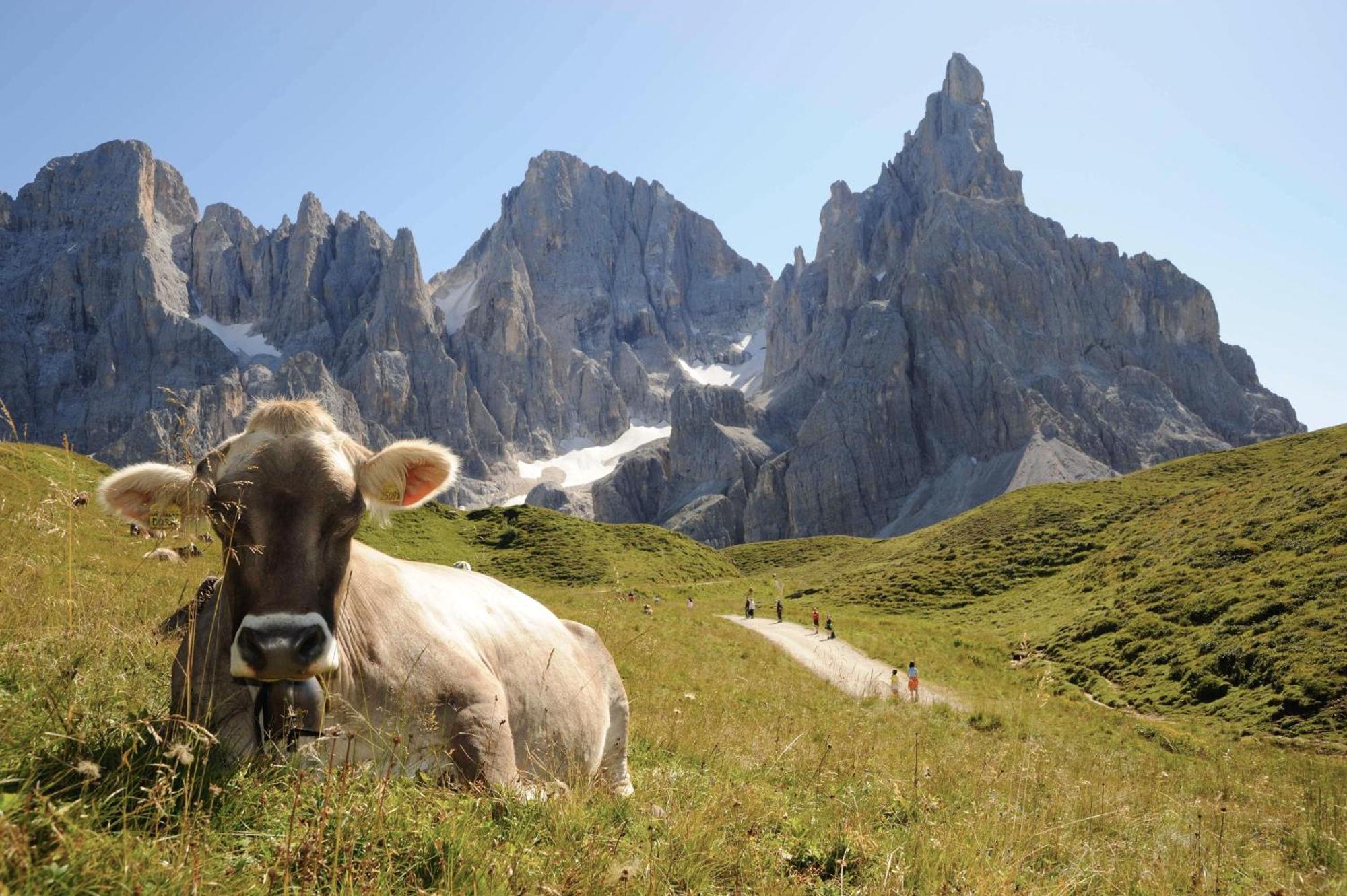 Sporting Aparthotel San Martino Di Castrozza Exteriér fotografie